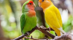 Papagájok szeretnek, leírása, gondozása és tartalma