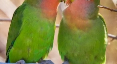 A papagájok szerelmesek