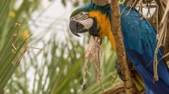 Parrot ara, leírás, fajok, ár