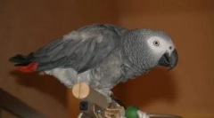 Parrot-spanyol: jaco énekel kukaracha vagyok