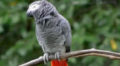Parrot jaco, leírás, alfajok, gondozás és tartalom, ár