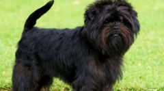 Affentpincing: bearded dog németországból (fotó)