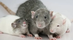 Dekoratív patkányok: leírás és különbségek az otthoni rágcsálók típusában