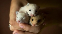 Hörcsög fajták, háztartási fajok