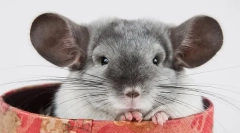 Fajta és színek chinshill: leírás és különbségek