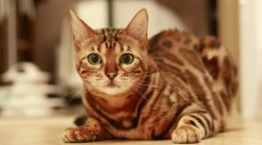 Fajta macskák, amelyek nem mise