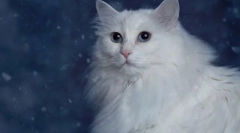 Fajta macskák kék szemekkel