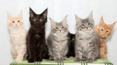 Fajta macskák a fülekkel a füleken