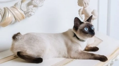 Fajta macskák rövid farokkal