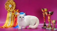 Macska fajták rövid lábakkal