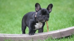 Kutyafajta farok nélkül