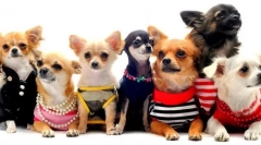 Kutyafajták az apartmanokhoz - 15 legjobb lehetőség