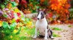 Kutyák fajtái (name képek): válasszon egy barátot