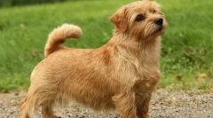 Kutyafajta - patkányok