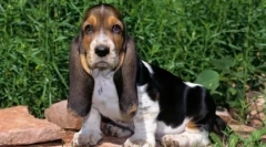 Fajta kutyák rövid lábakkal - fényképek és nevek megtekintése