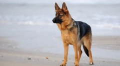 Kutyafajták kék nyelven