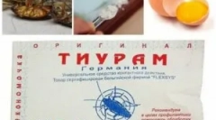 Tyrampor a csótányokból