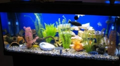 Lépésről lépésre indulási akvárium