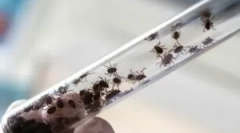 Az átruházott encephalitis következményei