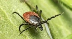 A xode kullancs harapásának következményei