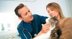 Folyamatosan kibővített diákok a macskával: miért történik, hogy mit tegyen