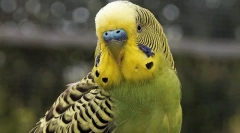 A hullámos papagáj viselkedése