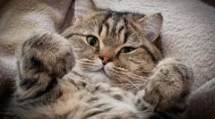 Igaz és mítoszok: miért nem szeretik a zsidók a macskákat