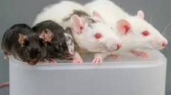 Szabályok ragasztás szabályai rágcsálókból