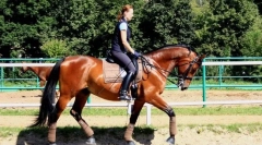 Lovas biztonsági utasítások