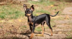 Prága csörgő csörgés