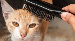 Kareside és macska felszerelés