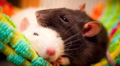 Az otthoni patkány előnyei és hátrányai, hogy elkezdődnek-e