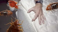 Kábítószer averfos a bedbugokból és más rovarokból