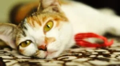 Kezelés azinox: használati utasítás