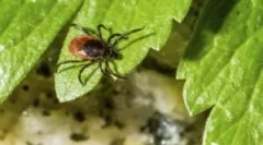 Előkészítő gardex a kullancsoktól