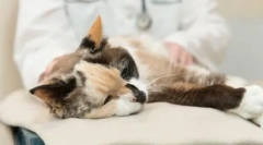 Glikopein előkészítése: hatékony eszköz a macska immunitásának növeléséhez