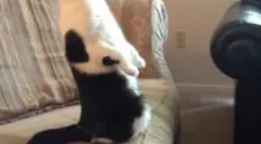 Piperazin előkészítése: állatok használatára vonatkozó utasítások