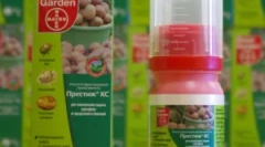 Prestige: kinevezés és szabályok