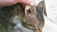 A fülkazetták kezelésére szolgáló készítmények a macskákban