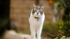 A macskák és macskák szexuális ellenőrzésére szolgáló előkészületek