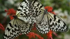 A hernyó átalakítása