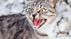 Az agresszív macska viselkedésének okai