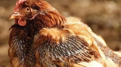 Csirkék és kezelés okai