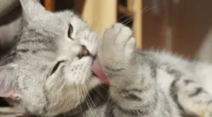 Okozza, hogy a macska folyamatosan viszkető és nyalogatja