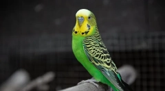 A hullámos papagájon és a kezelésben lévő csőrre gyakorolt növekedés megjelenésének okai