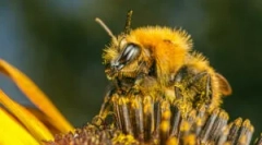 A méhcsípések okai, tünetei és kezelése