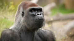 Eurázsia főemlősjei