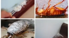 A szárító alkalmazása csótányokból és bedbugokból