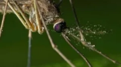 A szúnyogok fumigátorok alkalmazása