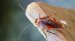 Csótányos gélek alkalmazása